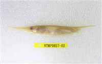 藏品(蝦魚)的圖片